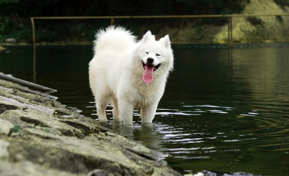 Samoyeds