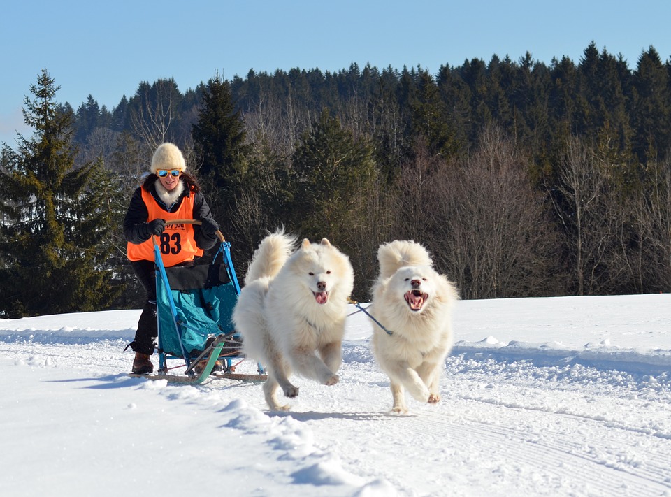 Samoyeds - History of Samoyeds