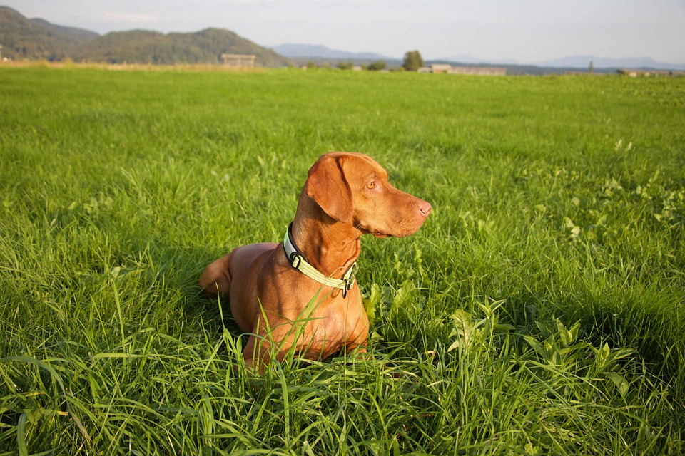 The Vizsla