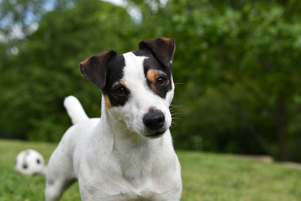 Jack Russell Terriers