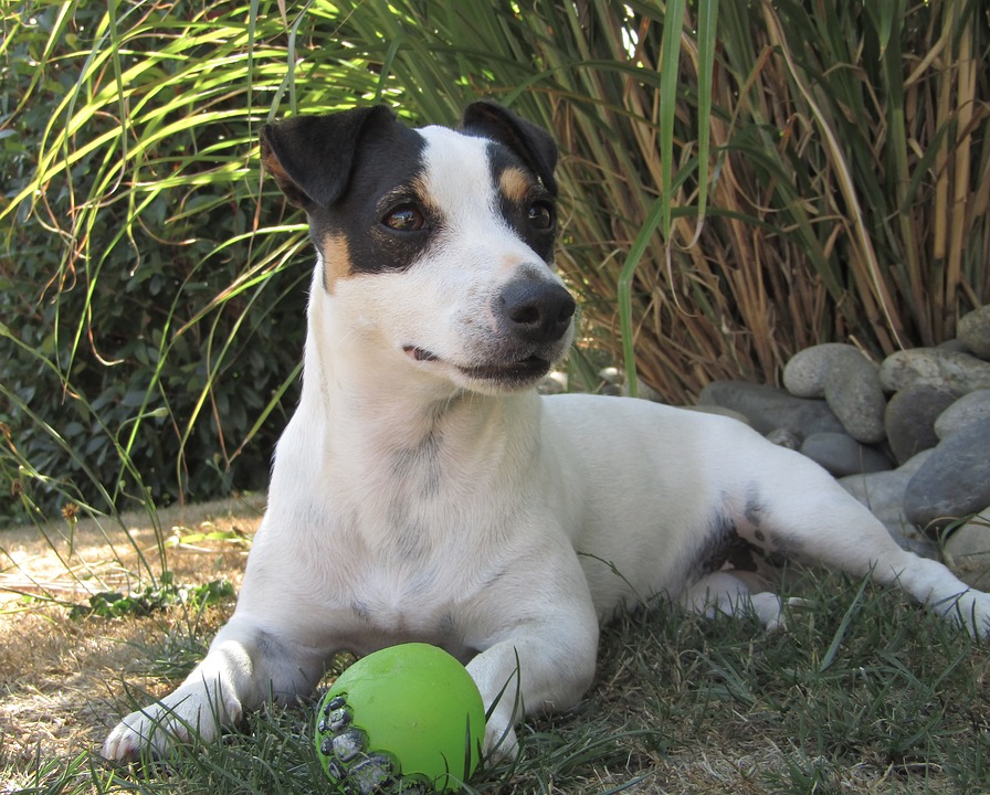 Jack Russell Terriers - Care
