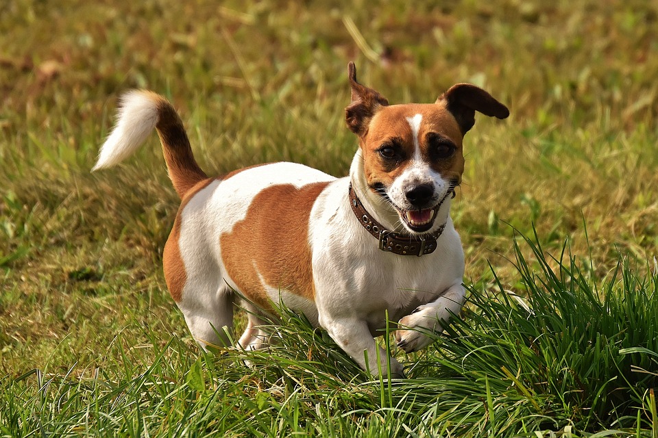 do jack russell terriers have docked tails