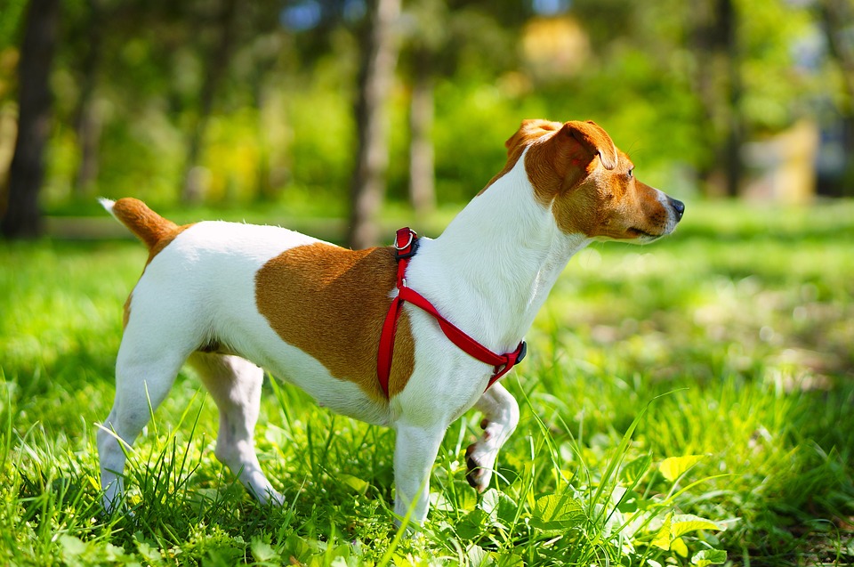 do jack russell terriers have docked tails