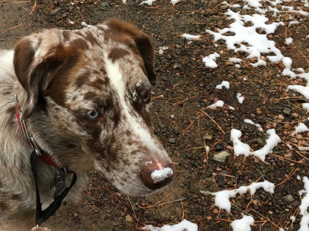 Catahoula Leopard Dogs