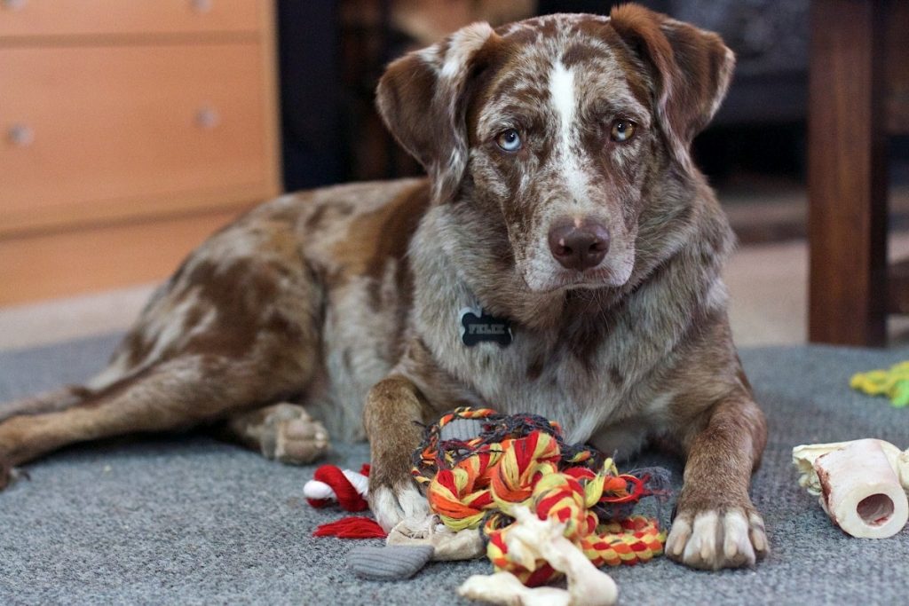 Catahoula Leopard Dogs