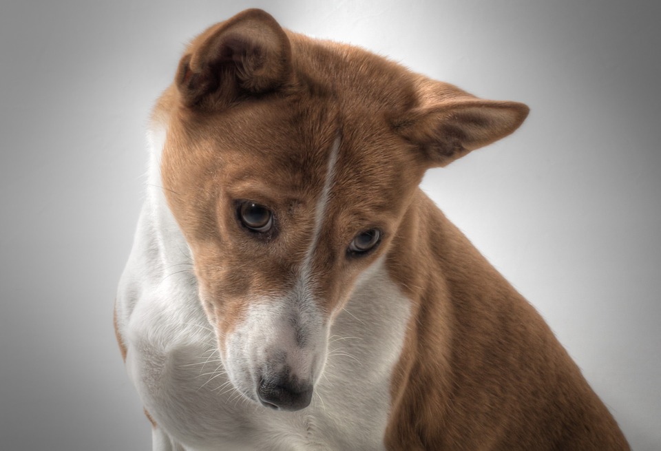 Basenji therapy hot sale dog