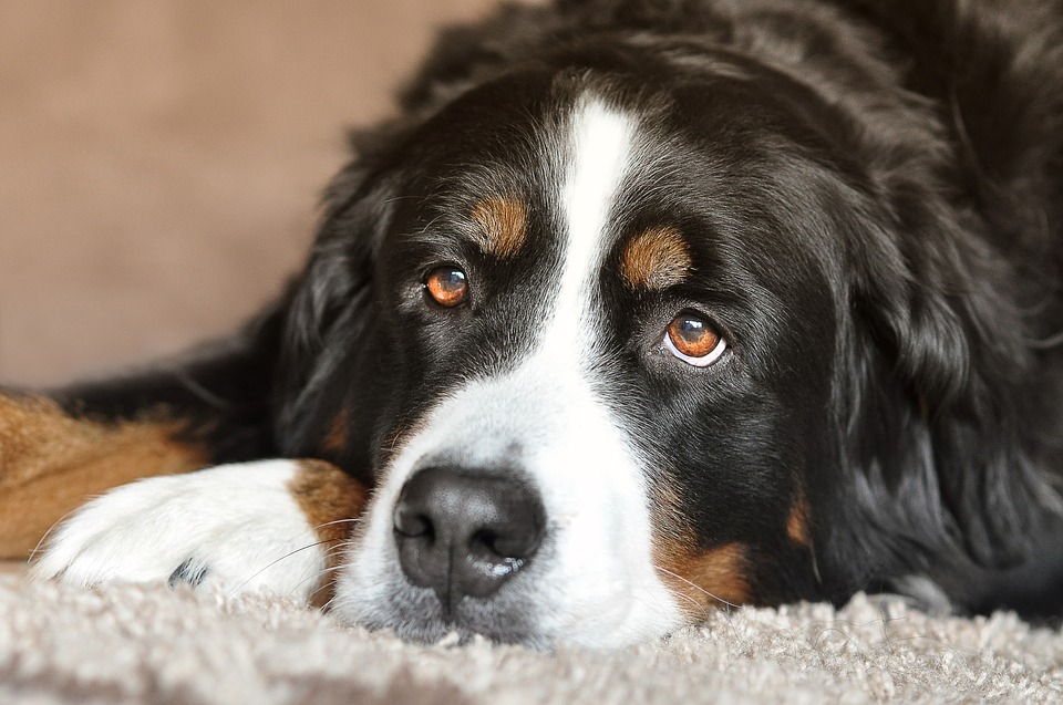 Bernese Mountain Dogs