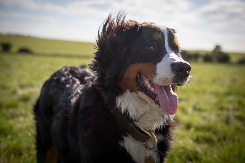 Bernese Mountain Dogs