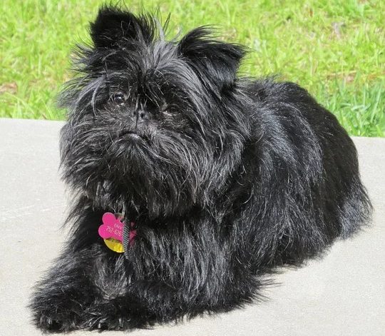 Affenpinscher weight 2024