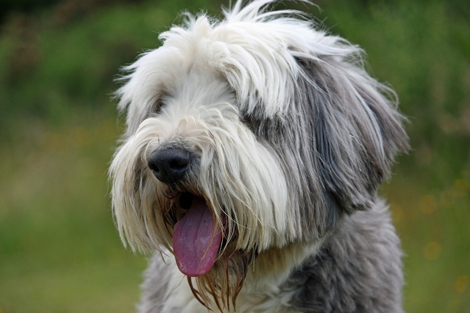 bearded collies