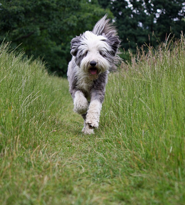 Bearded Collie running