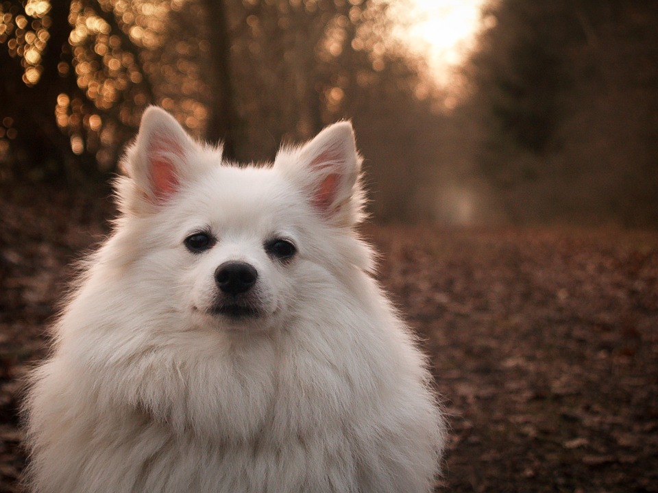 German Spitz