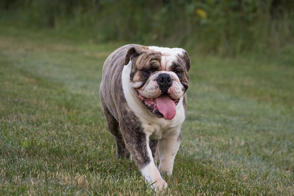 Merle american bulldog sale