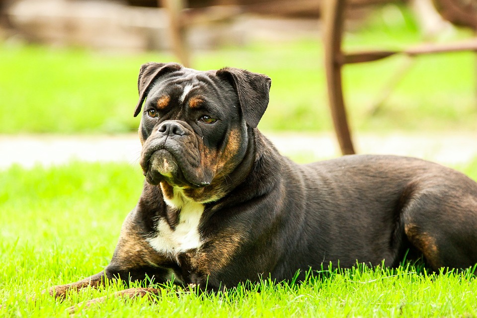 american bulldogs