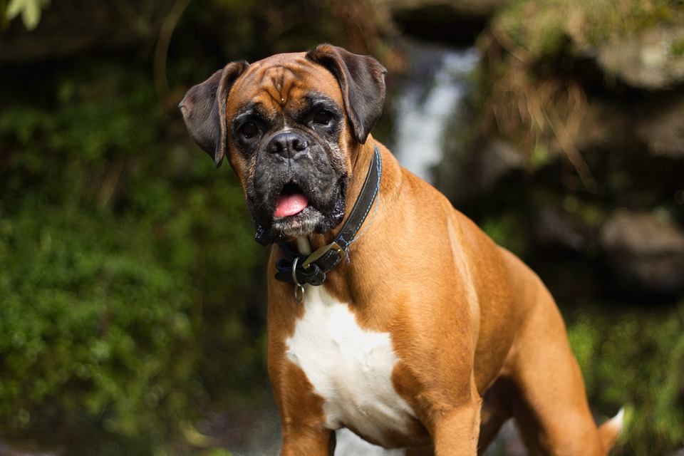Breed Highlight: Boxer - All Pets’ Blog of Current Happenings and ...