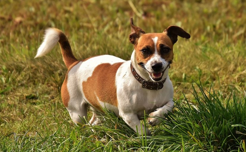 Jack Russell Ear Infection Prevention