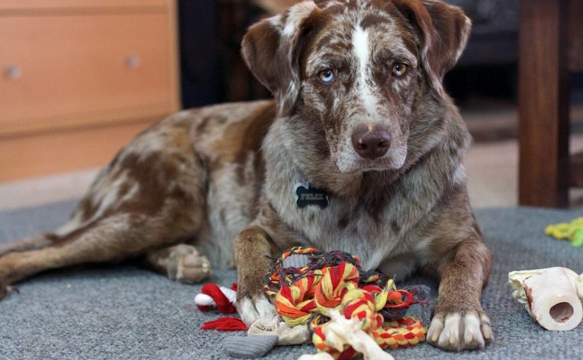 Cognitive Dysfunction Syndrome