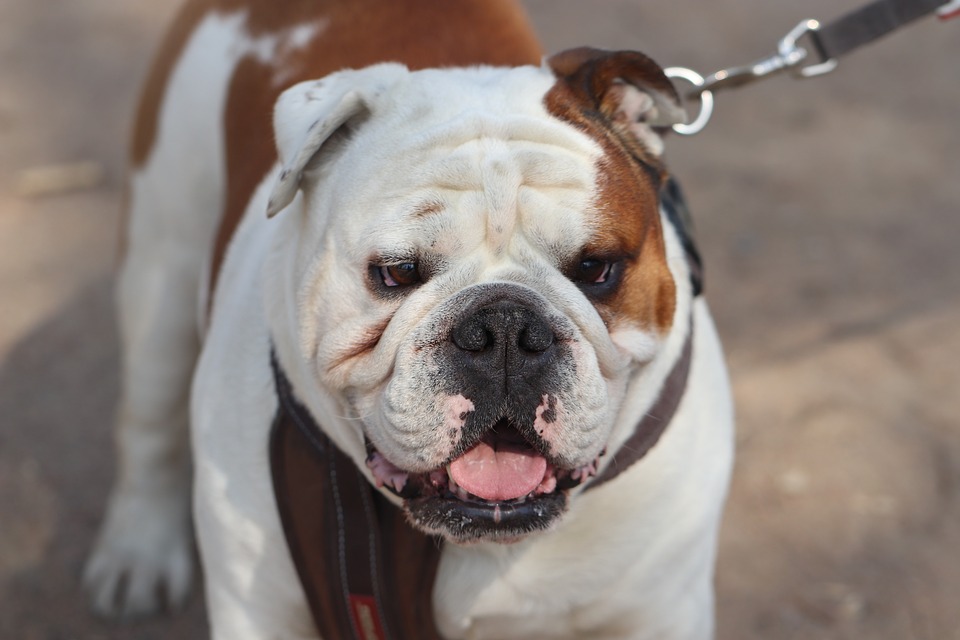 american bulldogs