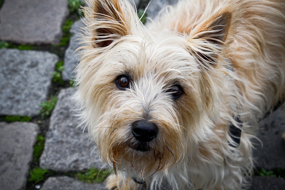 cairn terriers