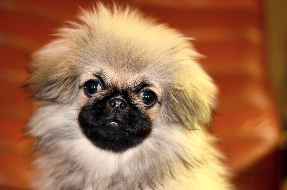 Pekingese origin hot sale