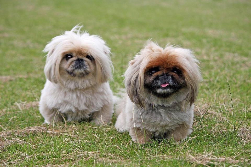 Pekingese food allergies sale