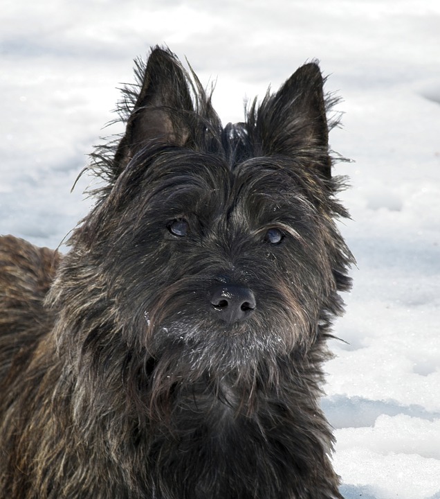 Cairn terrier clearance coat