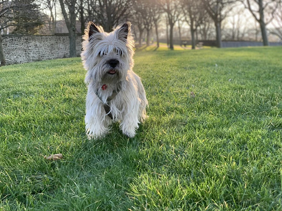 Cairn Terriers