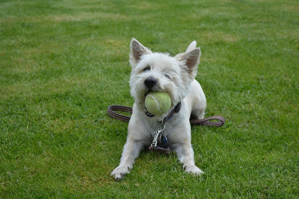 Cairn Terriers