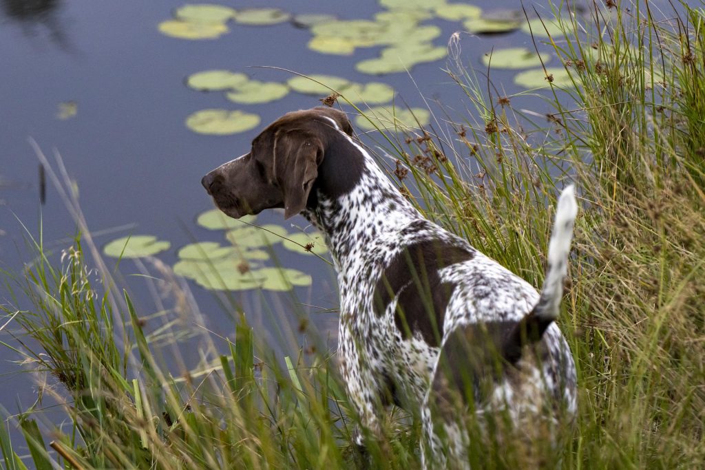 Black ticked german shorthaired sales pointer