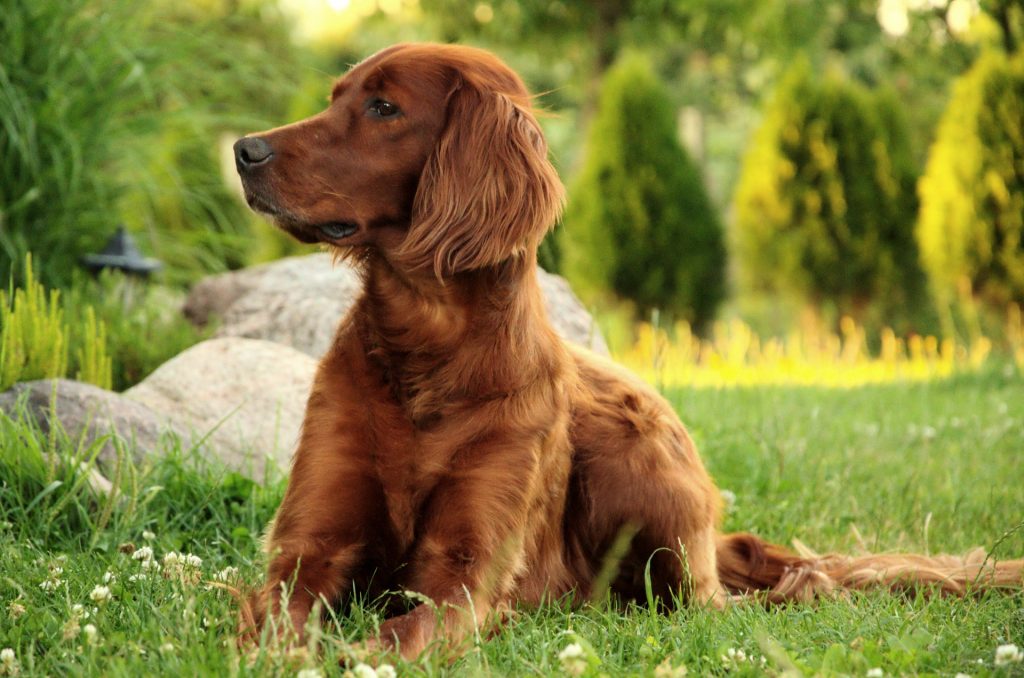 Irish setter coat hotsell