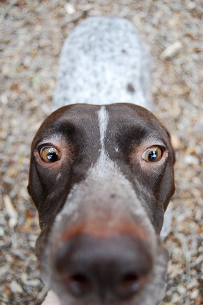 German shorthaired store pointer cross breeds