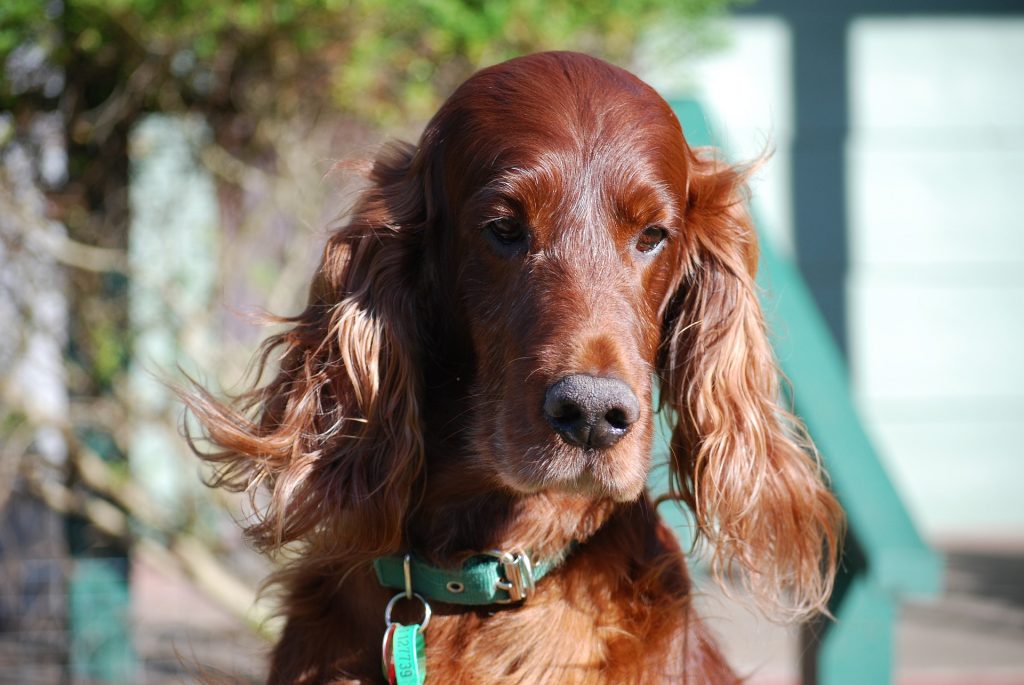 Irish setter 2024 spay coat