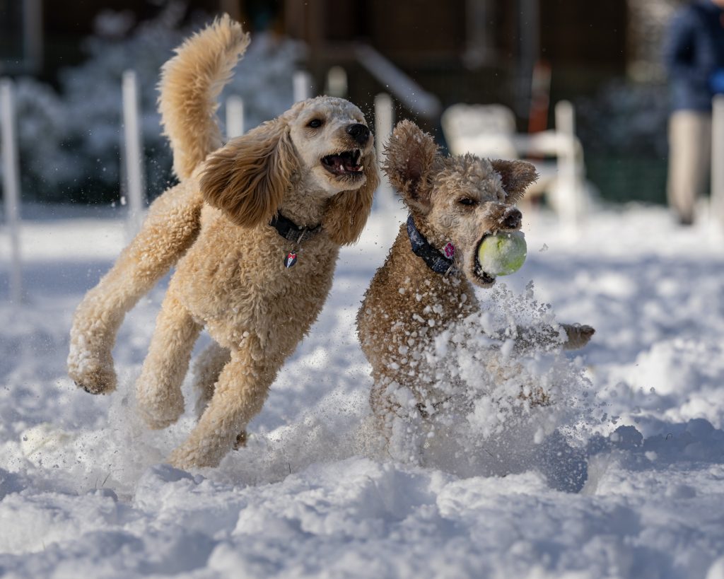 Hip best sale dysplasia goldendoodle