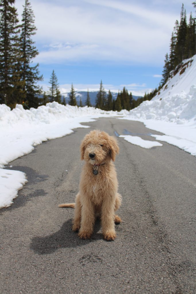 Grey and white store goldendoodle