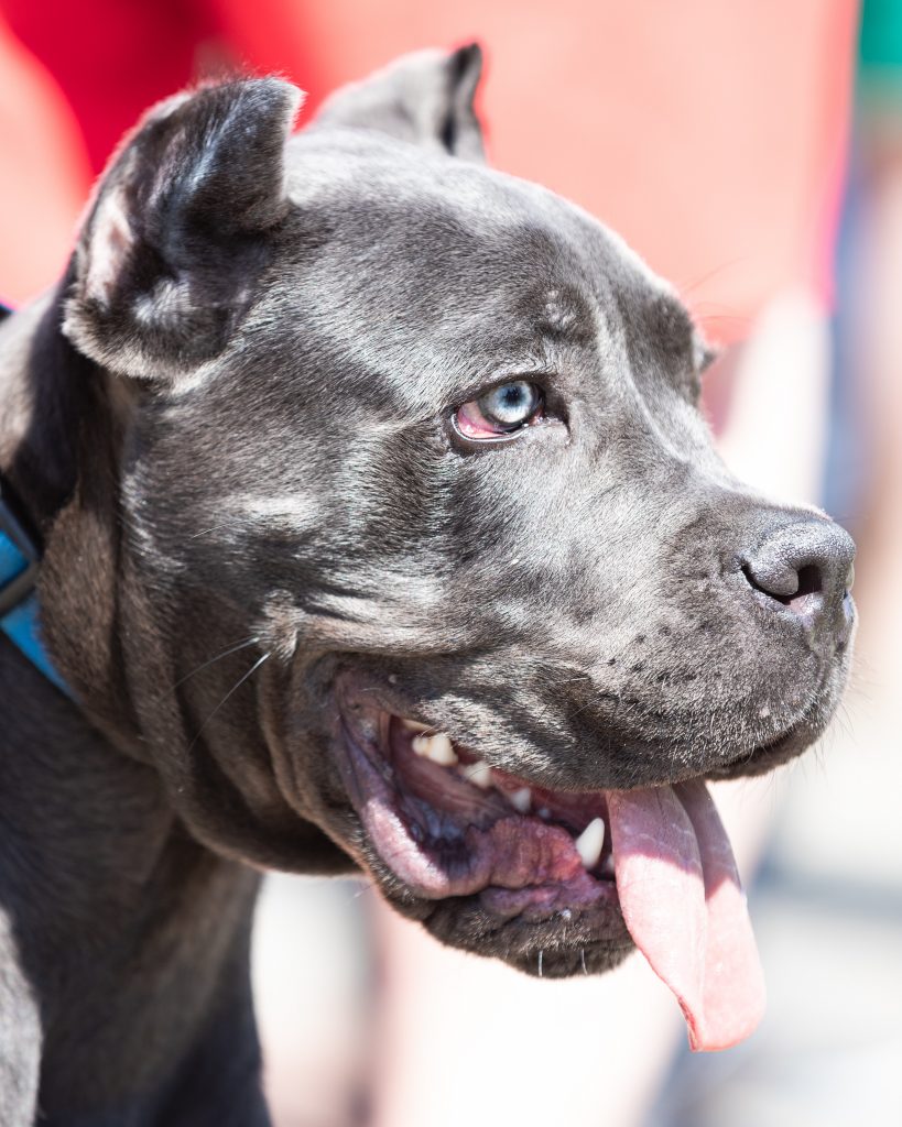 Grey Cane Corso