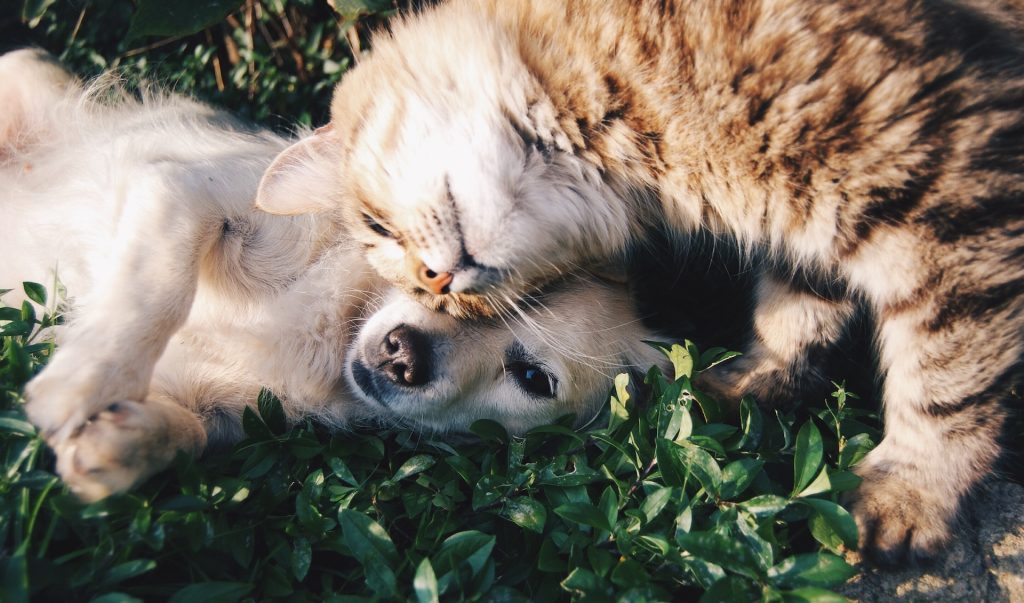 Do cats love you less than dogs?