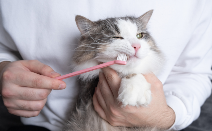 cat dental care