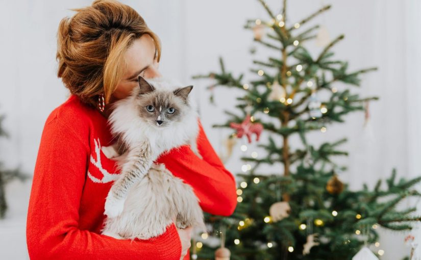 Indoor Activities for Pets