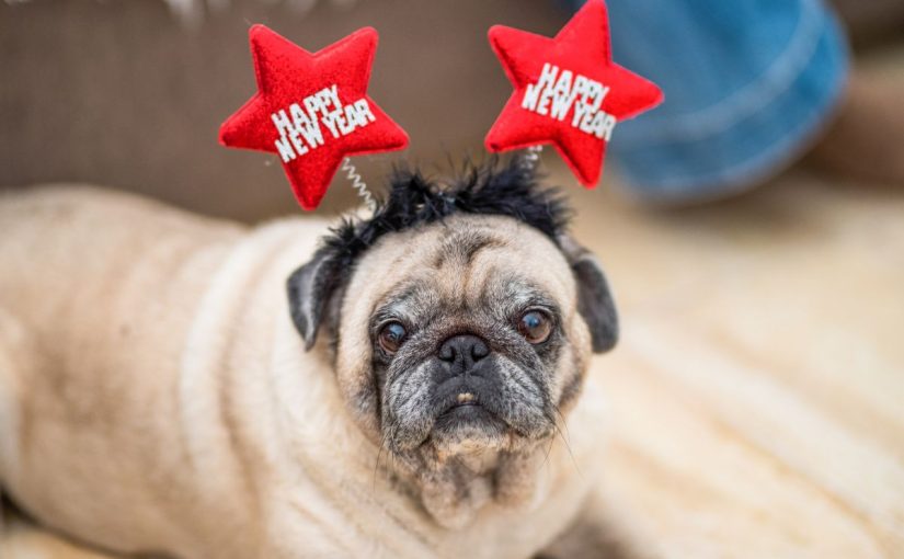 Setting Healthy Habits: New Year’s Resolutions for You and Your Pet