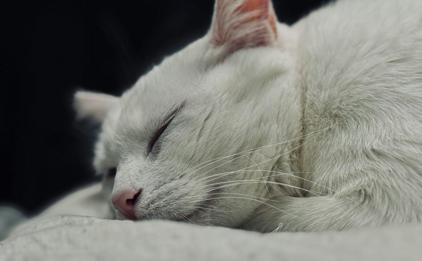 Kidney Disease in Cats and the Importance of Early Detection