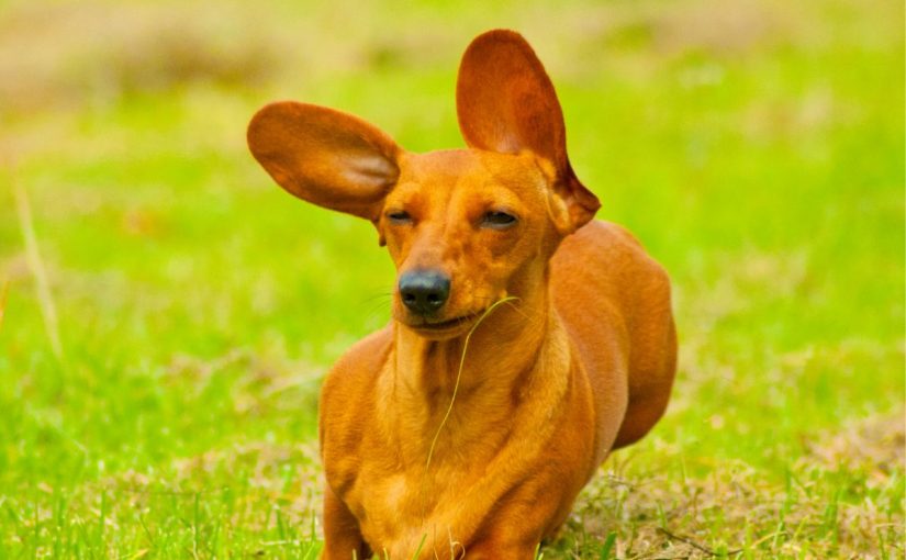 Dog Ear Infection: Signs, Causes, and Vet-Approved Prevention