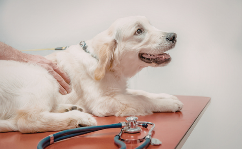 Why Annual Fecal Testing for Pets Matters for Dogs and Cats