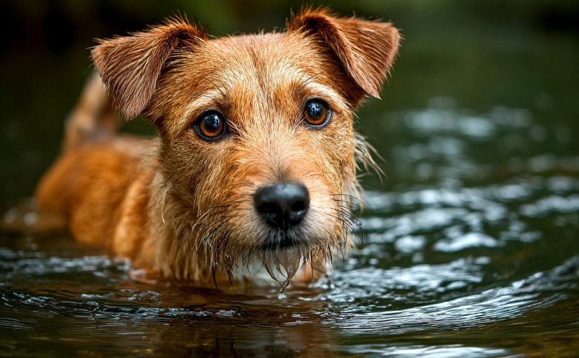 Dog Ear Infection Signs Owners Should Recognize Early