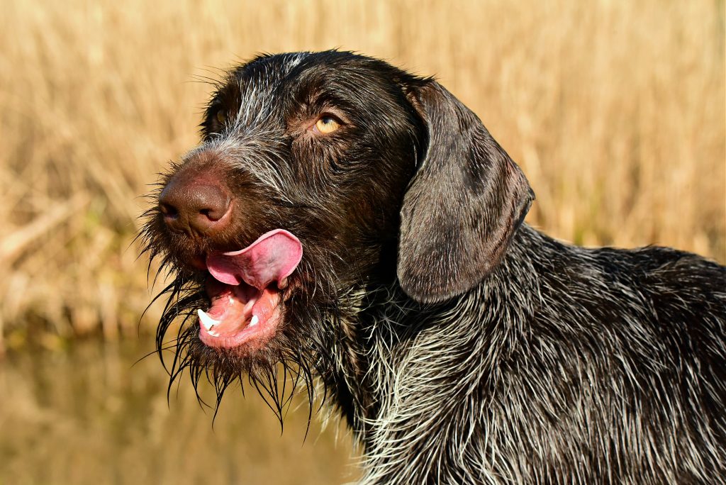 German wire haired pointer