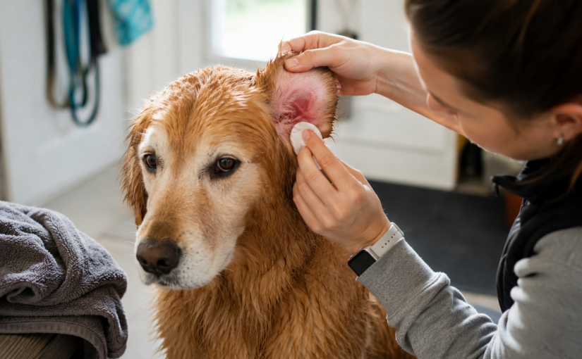 Ear Infections in Dogs: Signs, Causes, and Prevention