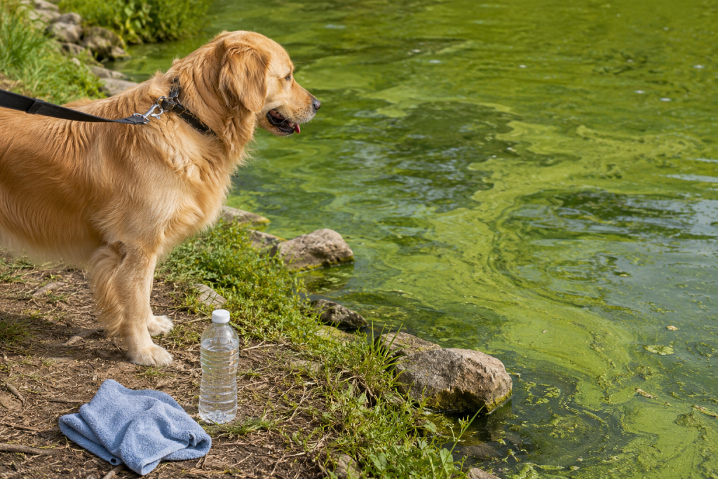 blue-green algae and dogs