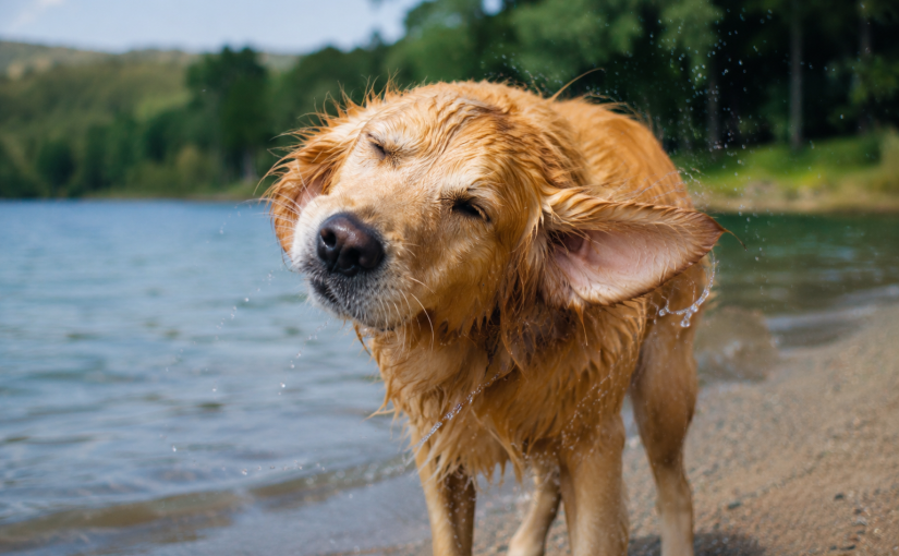 Dog Ear Infections After Swimming: Signs and Prevention