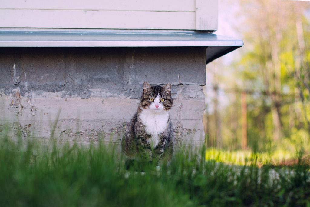 heat stress in cats