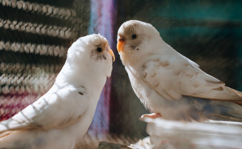 Heat Stress in Birds