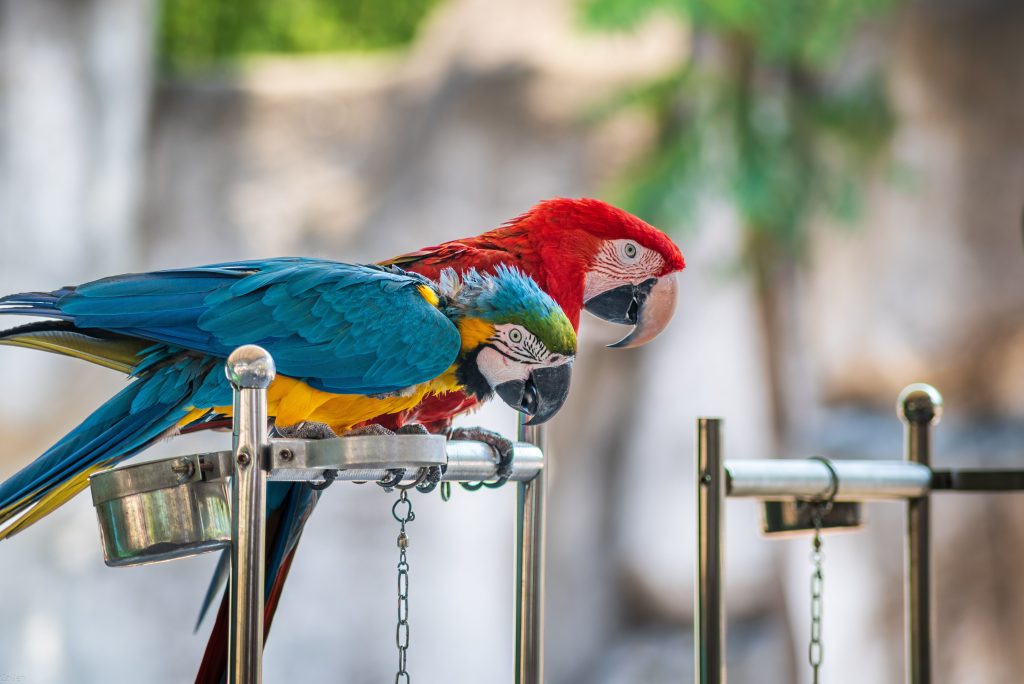 Heat Stress in Birds